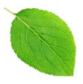 Apple tree leaf isolated on a white Royalty Free Stock Photo