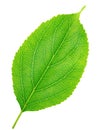 Apple tree leaf isolated on a white Royalty Free Stock Photo