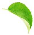 Apple tree leaf isolated on a white Royalty Free Stock Photo