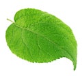 Apple tree leaf isolated on a white Royalty Free Stock Photo