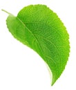 Apple tree leaf isolated on a white Royalty Free Stock Photo