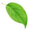 Apple tree leaf isolated on a white Royalty Free Stock Photo