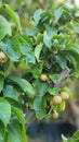 Apple tree and leaves, apple fruit.