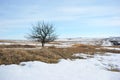 Apple tree without leaves on the snowy hill with dry grass, winter landscape, blue sky background Royalty Free Stock Photo