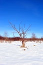 Apple tree without leaves on snowy meadow with bushes, winter landscape, blue sky Royalty Free Stock Photo