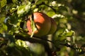 apple on a tree among the leaves under the sun Royalty Free Stock Photo
