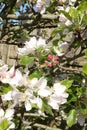 Apple tree, leaves, white blossom and pink buds Royalty Free Stock Photo