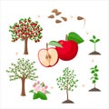 Apple tree life cycle from seeds to ripe red apples, tree growing from the soil infographic. Apple tree growth stages - vector Royalty Free Stock Photo