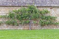 Apple tree on a lime stone wall, Cotswolds garden, UK