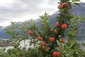 Apple tree Lofthus