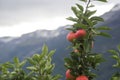 Apple tree Lofthus