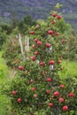 Apple tree Lofthus