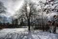 Apple tree looking eery in winter