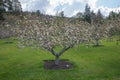 Apple tree lord lambourne in spring blossom Royalty Free Stock Photo