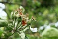 Apple tree lost blossom