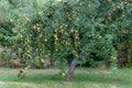 An apple tree with a lot of mature fruits