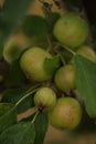 Apple tree with a lot of ripening green apples, summer orchard, lush harvest Royalty Free Stock Photo