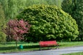 Apple tree Malus Blossom Pathway in a Beautiful Landscape Garden Royalty Free Stock Photo