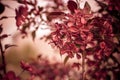 Apple tree Malus domestica blossoms in the spring. Variety `Royalty`