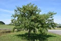 apple tree with many apples in summer Royalty Free Stock Photo