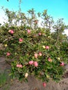 Apple tree with many red Apples Royalty Free Stock Photo