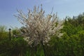 Apple tree in May, when all the branches are densely covered with white flowers Royalty Free Stock Photo