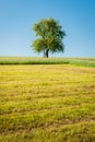 Apple Tree in the Meadow