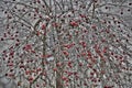 Apple tree near the house