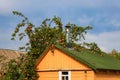 Apple tree near orange house with green roof against blue sky. Branches lay on building roof under weight of ripe red apples Royalty Free Stock Photo