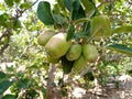 Apple tree with new green Apples Royalty Free Stock Photo