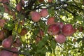 Red apple tree Royalty Free Stock Photo