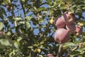 Red apple tree Royalty Free Stock Photo