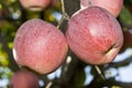 Red apple tree Royalty Free Stock Photo