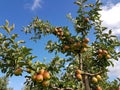 Apple Tree in the old country Royalty Free Stock Photo