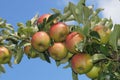 Apple tree in the old country Hamburg Royalty Free Stock Photo