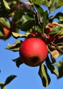 Apple Tree in the Old Country at the River Elbe, Lower Saxony Royalty Free Stock Photo