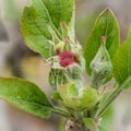 Apple tree opening flowerbud