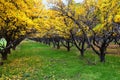 Apple tree orchard bright yellow autumn fall leaves in Provo Utah County along the Wasatch Front Rocky Mountains. Royalty Free Stock Photo
