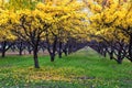 Apple tree orchard bright yellow autumn fall leaves in Provo Utah County along the Wasatch Front Rocky Mountains. Royalty Free Stock Photo