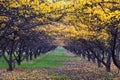 Apple tree orchard bright yellow autumn fall leaves in Provo Utah County along the Wasatch Front Rocky Mountains. Royalty Free Stock Photo