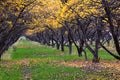 Apple tree orchard bright yellow autumn fall leaves in Provo Utah County along the Wasatch Front Rocky Mountains. Royalty Free Stock Photo