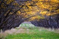 Apple tree orchard bright yellow autumn fall leaves in Provo Utah County along the Wasatch Front Rocky Mountains. Royalty Free Stock Photo