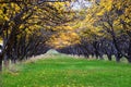 Apple tree orchard bright yellow autumn fall leaves in Provo Utah County along the Wasatch Front Rocky Mountains. Royalty Free Stock Photo