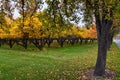 Apple tree orchard bright yellow autumn fall leaves in Provo Utah County along the Wasatch Front Rocky Mountains. Royalty Free Stock Photo