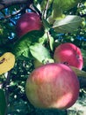 Apple tree orchard, Brookfield Orchards FULL TREES in september & october Royalty Free Stock Photo