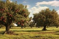 apple tree orchard landscape during harvest season Royalty Free Stock Photo