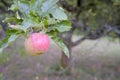 Single paple on a tree in orchard, Royalty Free Stock Photo