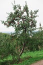 An apple tree in an orchard with ripe red apples Royalty Free Stock Photo