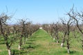 Apple tree orchard in the spring time. Lines of apple trees with spring buds Royalty Free Stock Photo