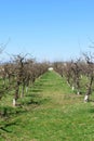 Apple tree orchard in the springtime. Lines of apple trees with spring buds Royalty Free Stock Photo